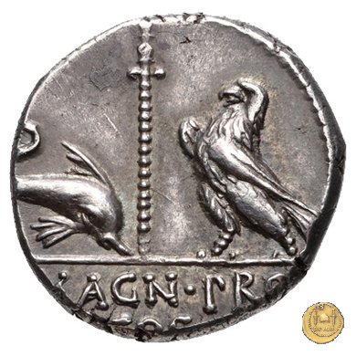 447/1 - denario Cn. Pompeius Magnus / Terentius Varro 49 BC (Itinerante con Pompeius)