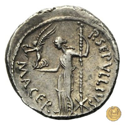 480/11 - denario C. Iulius Caesar / P. Sepullius Macer 44 BC (Roma)