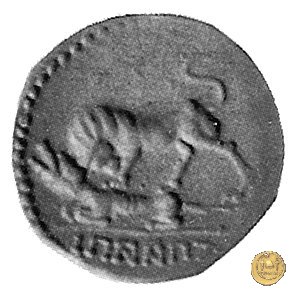 6b - Toro e lupa a sinistra 90 BC (Campania)